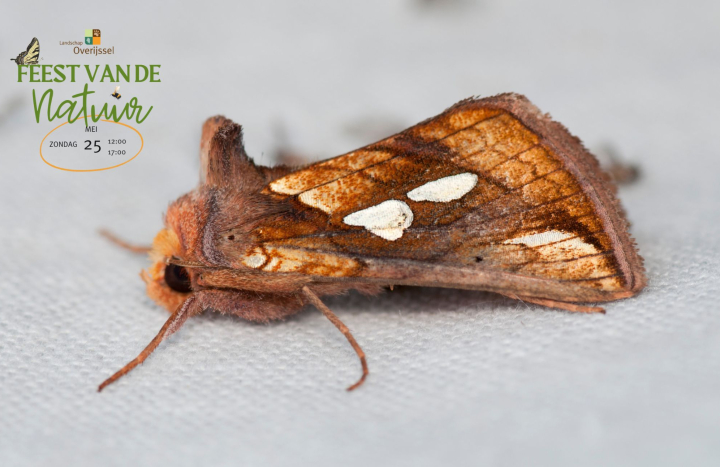 Ontwerp zonder titel