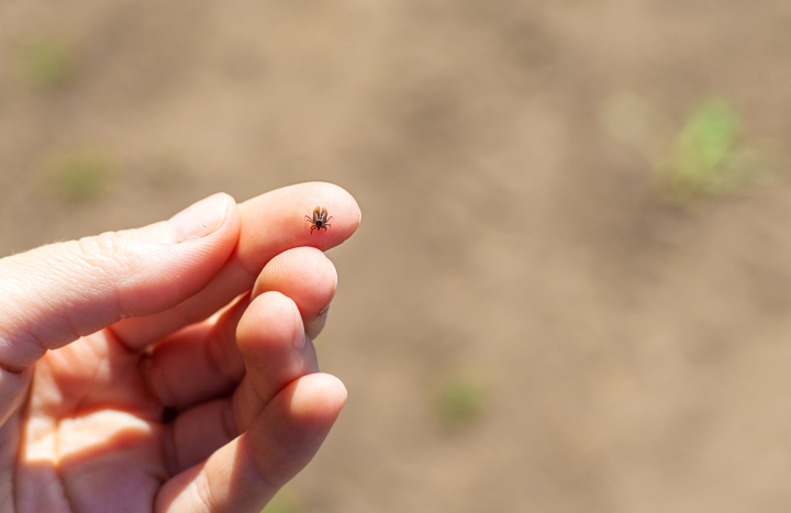 shutterstock_2618667109