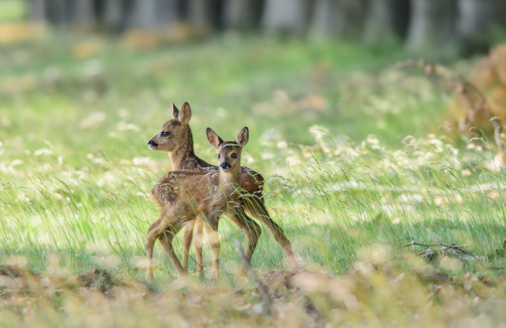 Ree - Akkerland_Weiland - Lopen op de paden1600