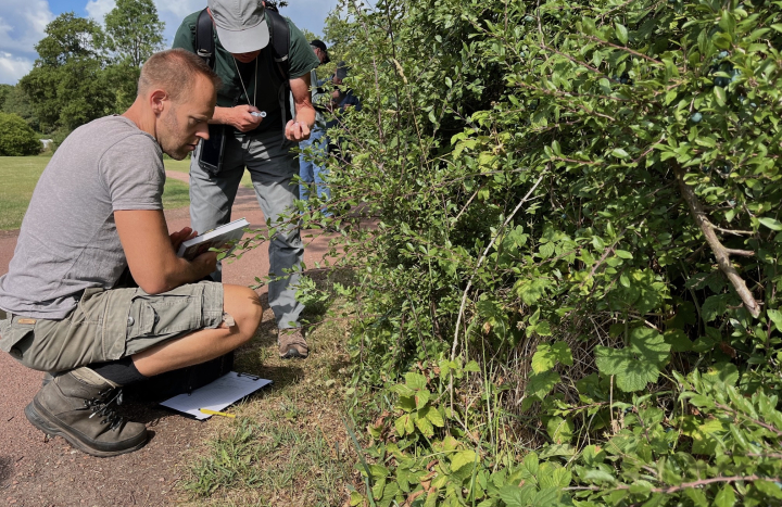 Vrijwilligers Wilde bomen & struiken, velddag Beerze