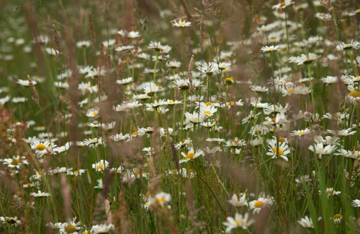 Margrieten