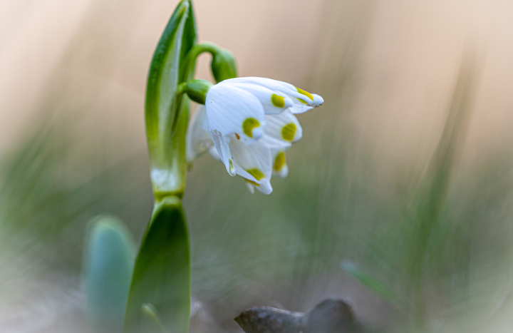 Lenteklokje -Gonny Sleurink