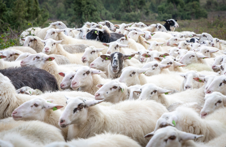 Schapen op de Lemelerberg