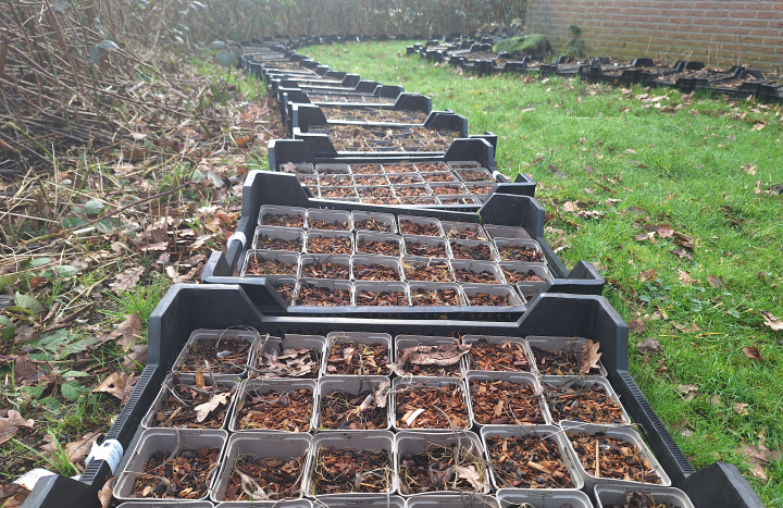 kratje lelietjes v dalen