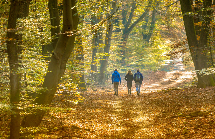 wandeling Herfst