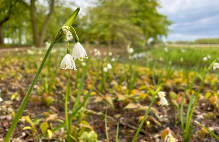 stinzeplanten op Landgoed Soeslo