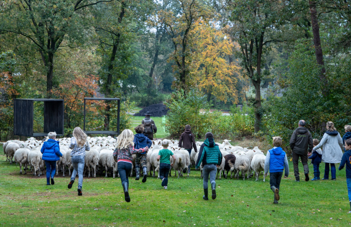 schapen van de berg