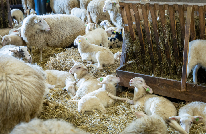 Lammetjes in de schaapskooi 