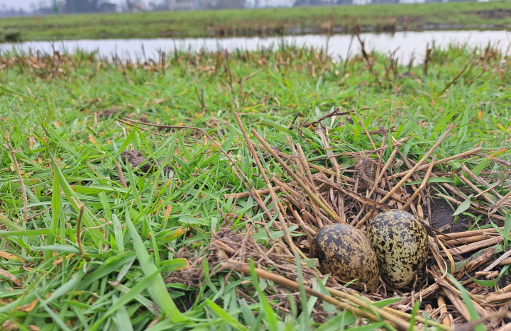 Johan met eerste ei - Landschap Overijsel Arjen Nieuwenhuis (4)