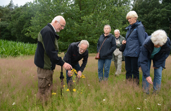 Akkerkruiden Sint Janskruid Eendenbeek foto Nico Kloek