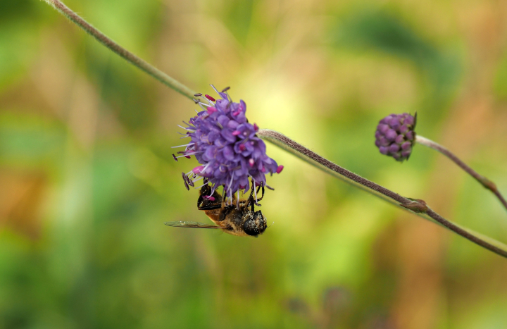 Blauweknoop Boetelerveld, Nico Kloek