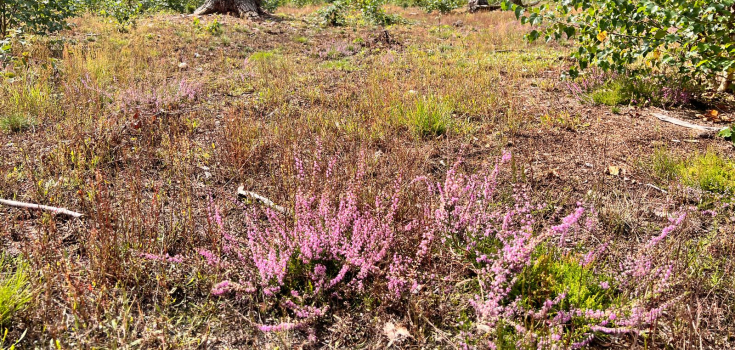 bloeiende heide 