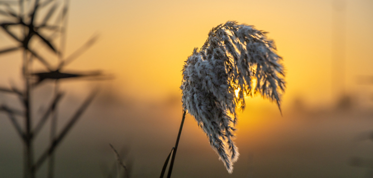 GS, zonsopkomst, Wilsum, IJssel, winter-81600