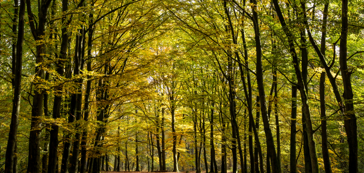 Hof Espelo, Clifton Buitink