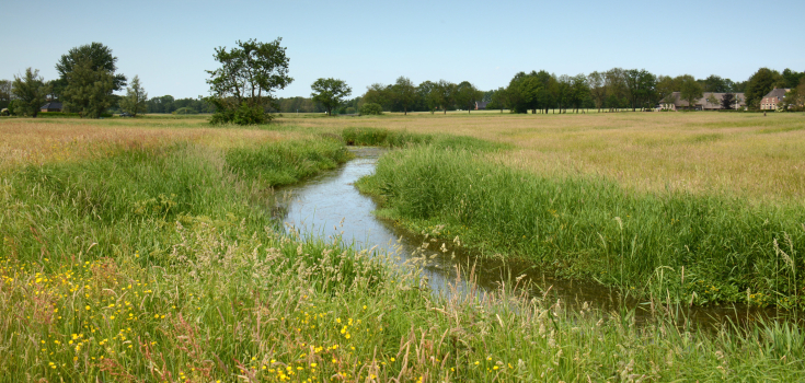 De Reest, Nico Kloek