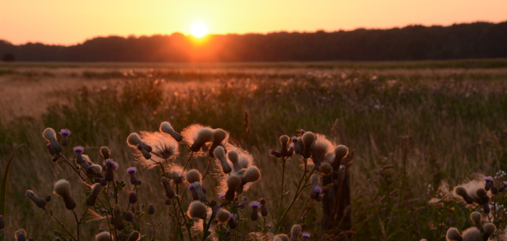 Vledders, Nico Kloek