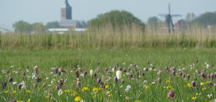 Kievitsbloemen langs het Zwartewater