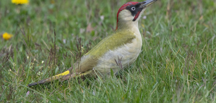 groene specht