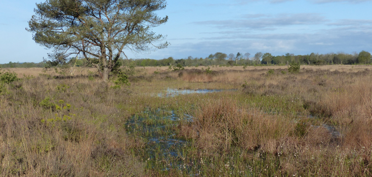 Wierdense Veld Mark Zekhuis