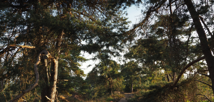 lemelerberg nico kloek