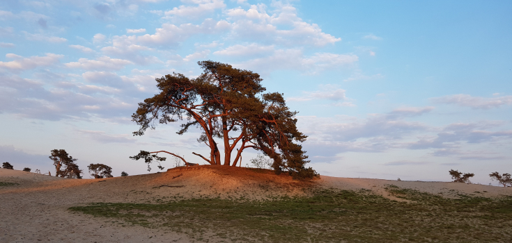 Beerze - Rosalie Smit