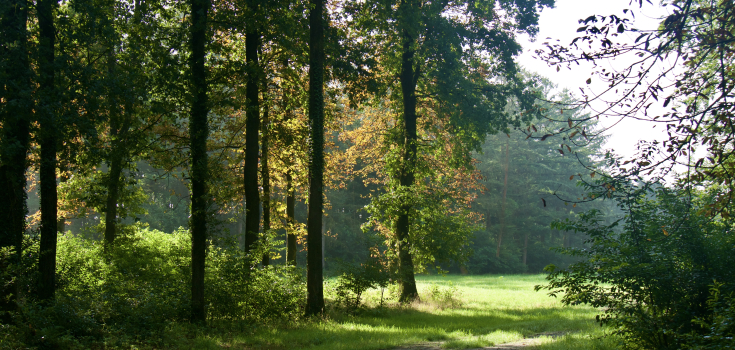 Oosterveld 1 - Mieke Scharloo