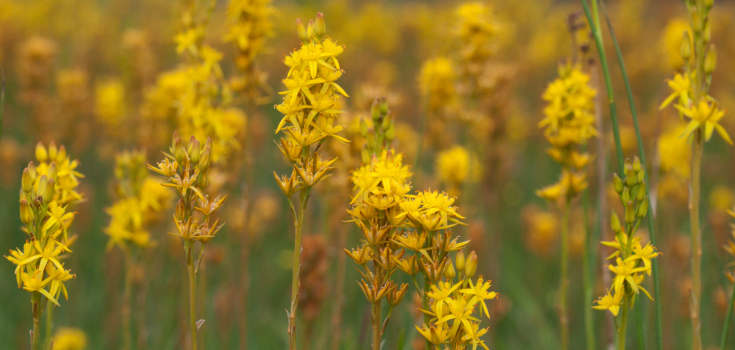 Beenbreek, Mark Zekhuis