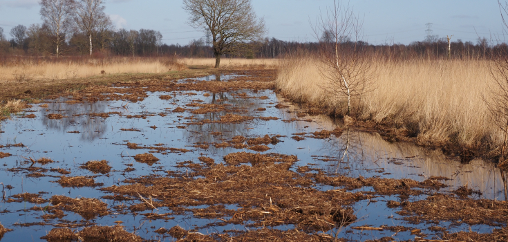 Hoog water in 't Aamsveen