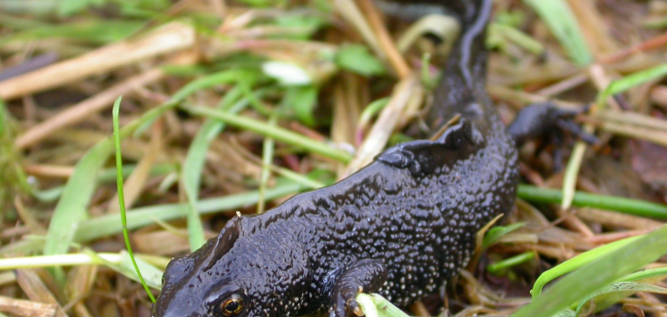 Kamsalamander