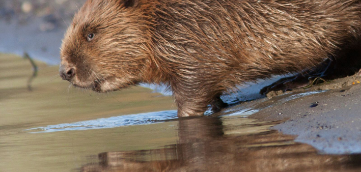 Bever in het water 