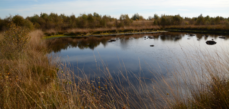 Vriezenveen hoogveen