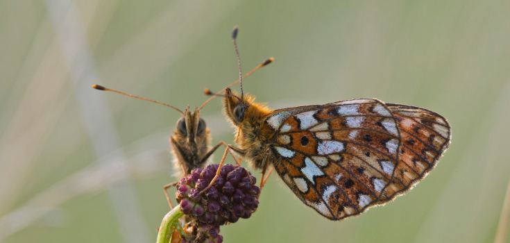 Zilveren Maan Jacob van der Weele