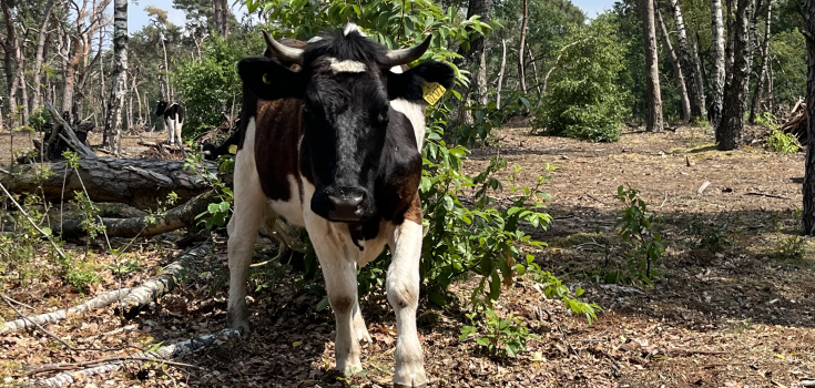 Koe met hoorns tussen struikgewas in de Bergvennen
