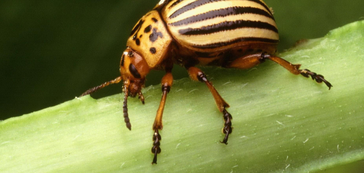 Coloradokever - wikimedia commons - Scott Bauer