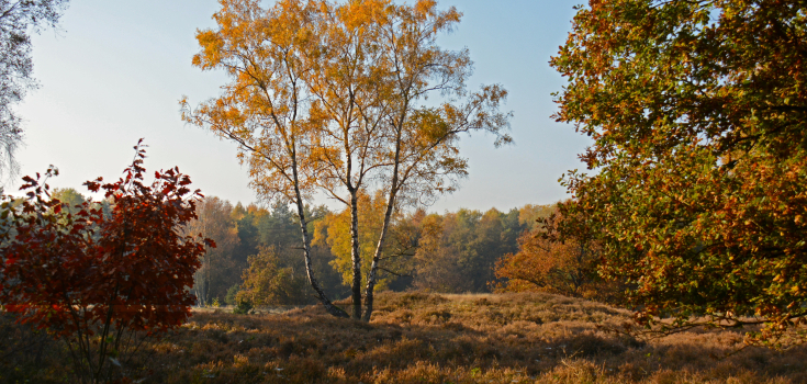 Vasse, grafheuvel 