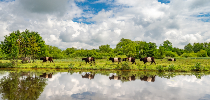 Vecht lakenvelders - Gonny Sleurink