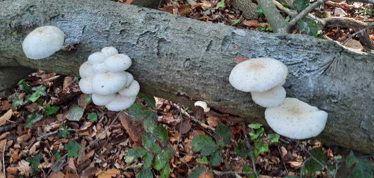 Paddenstoelen Wheem