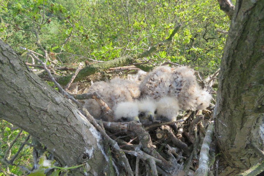 Rode Wouw jongen in nest