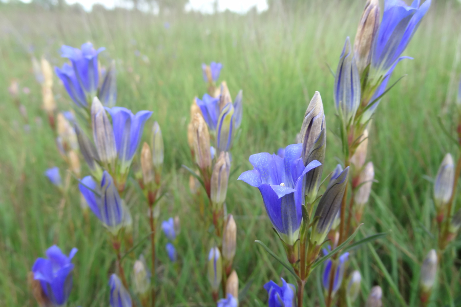 Klokjesgentiaan, Mark Zekhuis