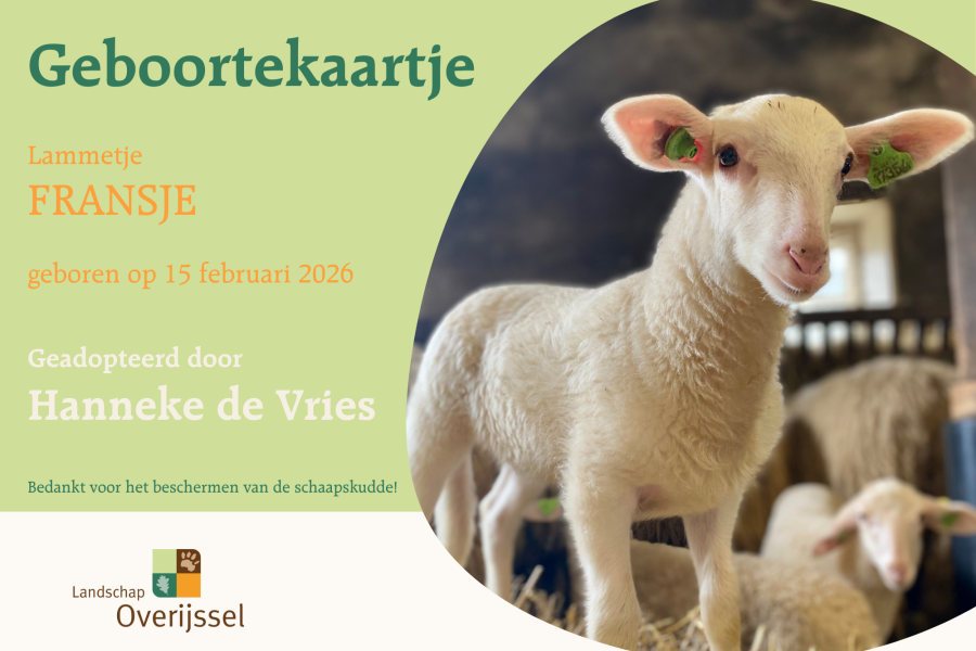 Adoptiebewijs lammetje (1)