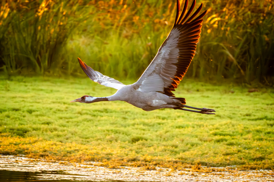 Kraanvogel zonsondergang Zuna in vlucht-Roelie van der Vegt