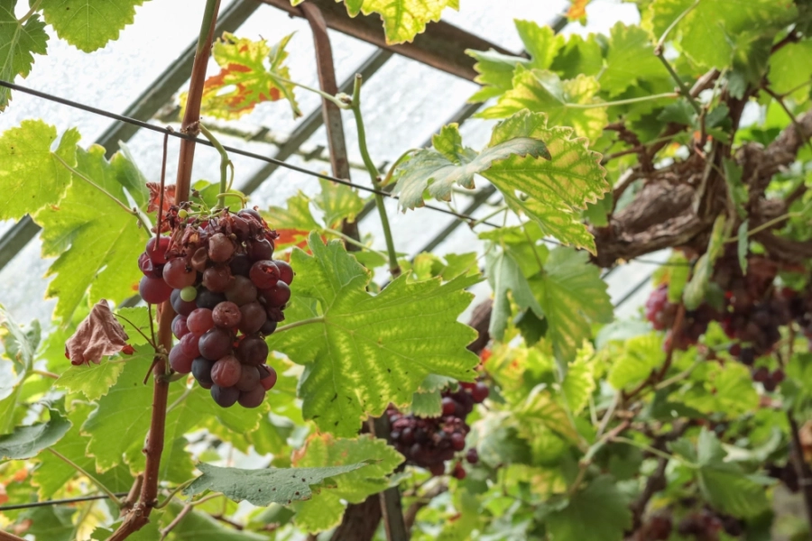 103340-LO17383-Josette Veltman- de Greef