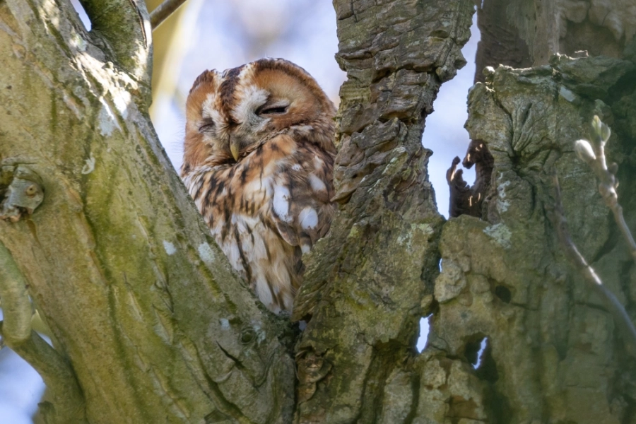 103342-Bosuil Horte-Gonny Sleurink