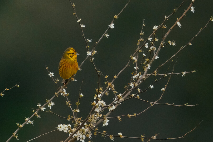Geelgors op sleedoorn - vladimir