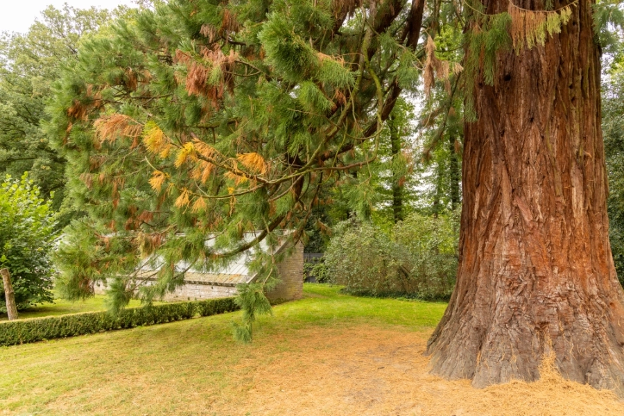Mammoetboom op de Horte