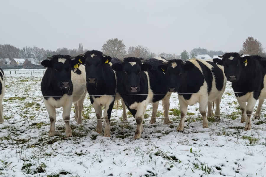Kudde heidekoeien in wintervacht in weiland in Matinge van F. van der Zwaag, foto F. van der Zwaag
