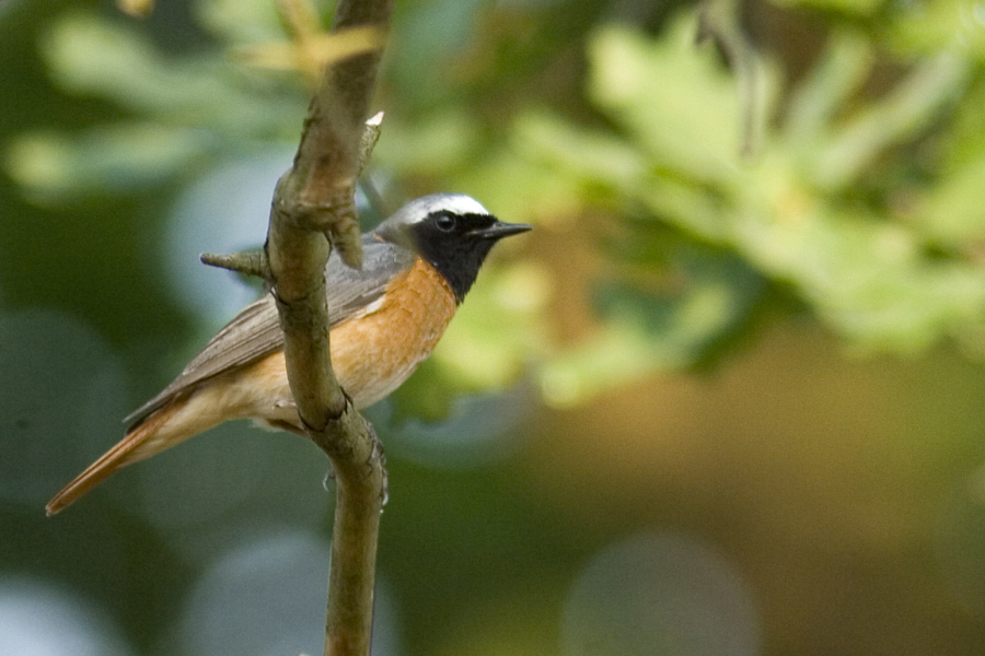 Gekraagde Roodstaart