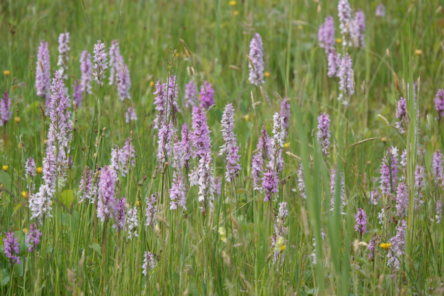 Gevlekte Orchis