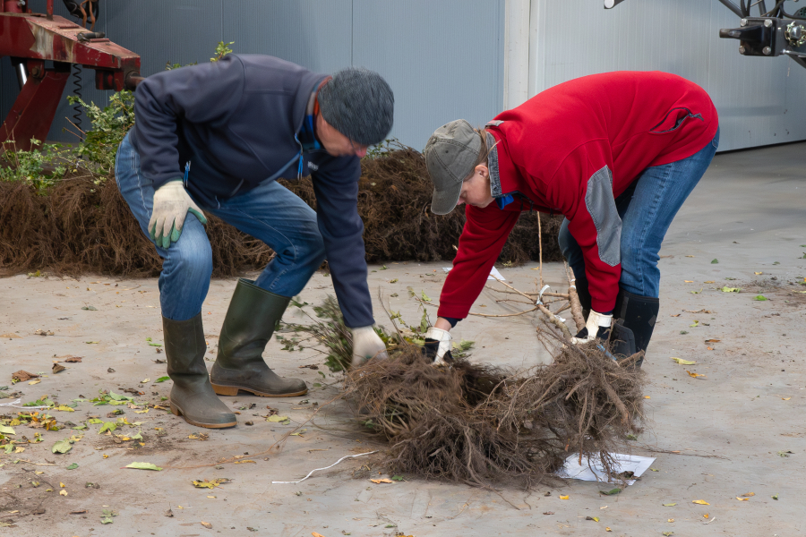 Boomdeeldag Wijhe Olst