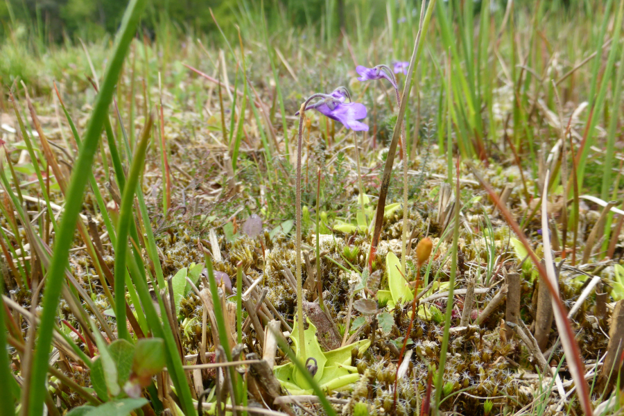 Vetblad, Michiel Poolman